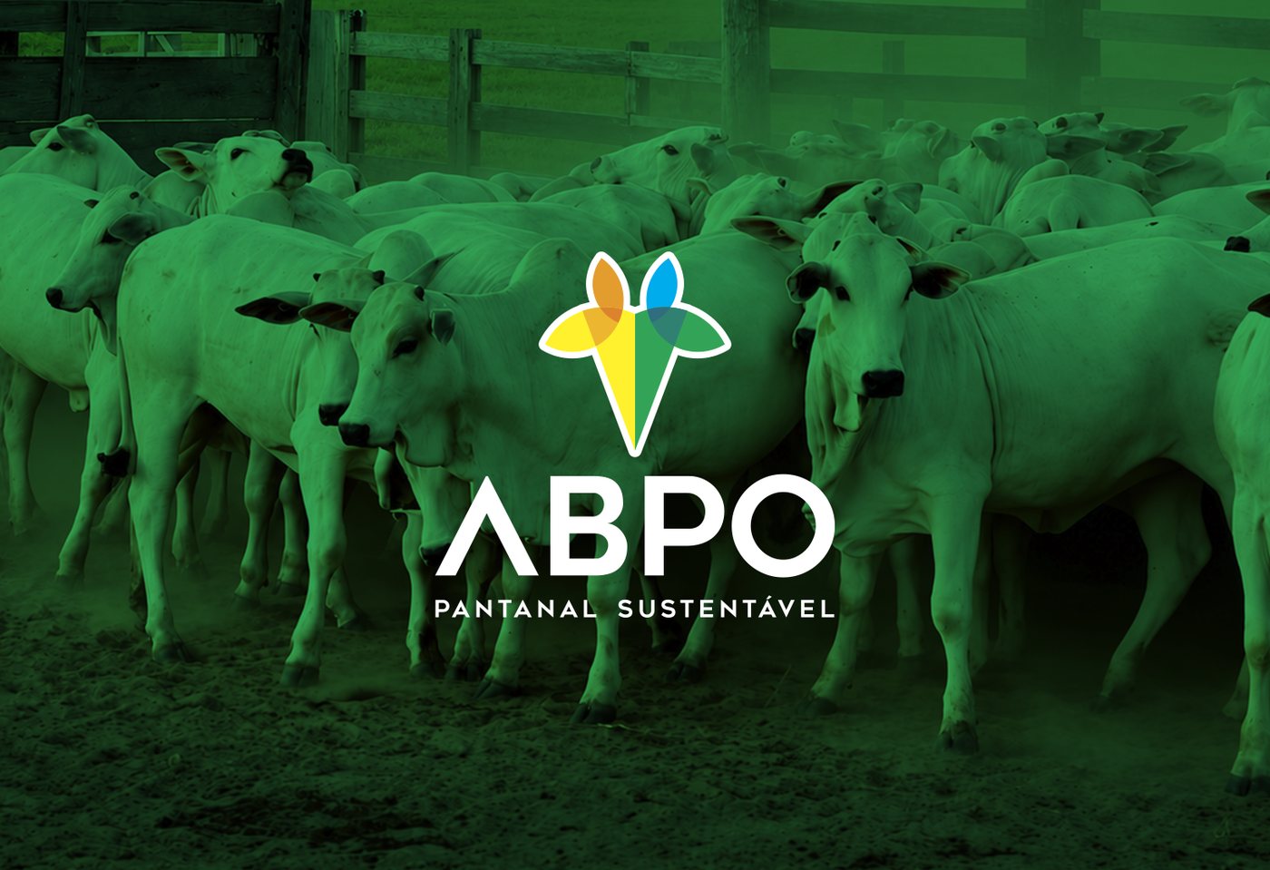 Rebanho em propriedade associada à ABPO