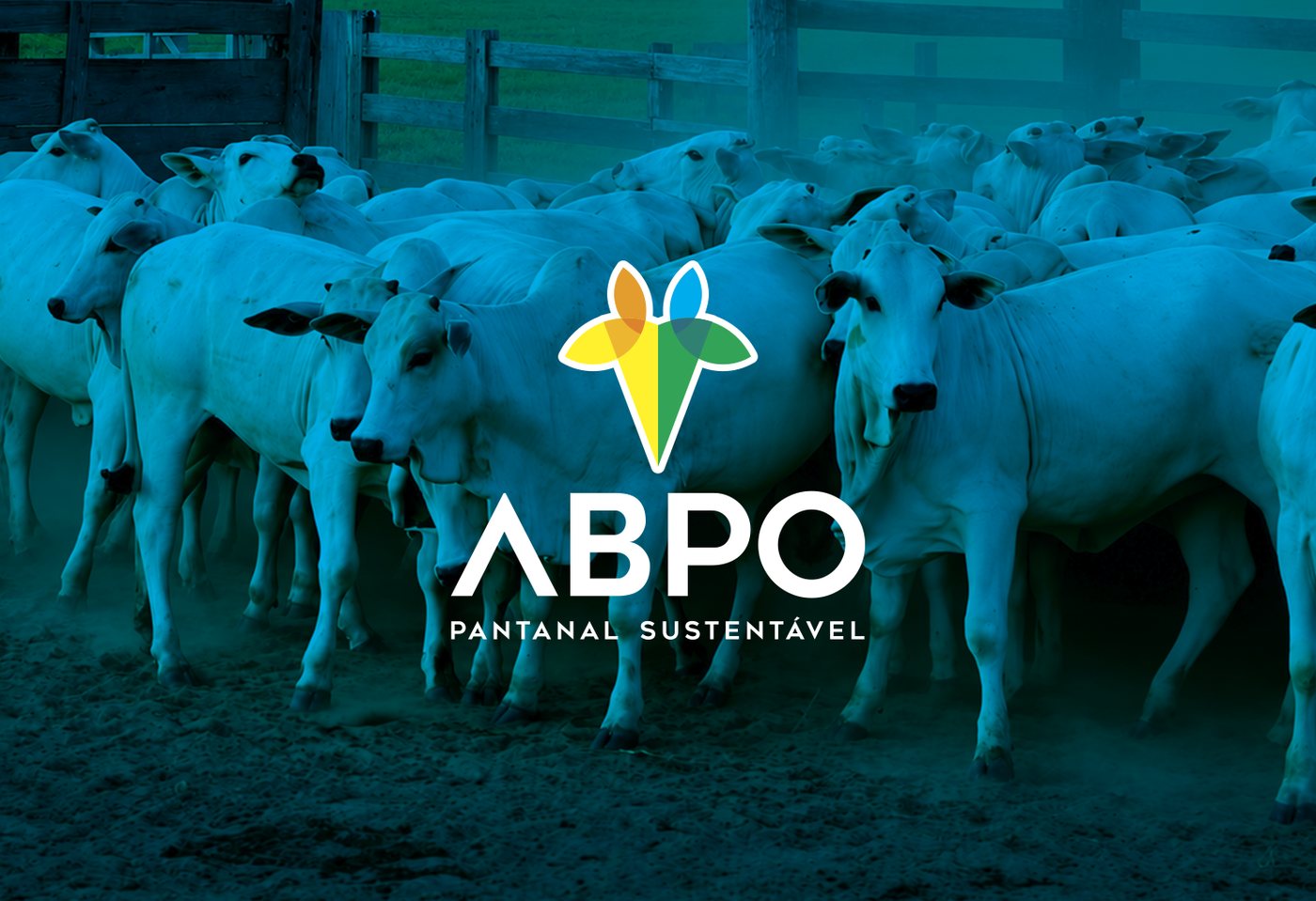 Rebanho em propriedade associada à ABPO